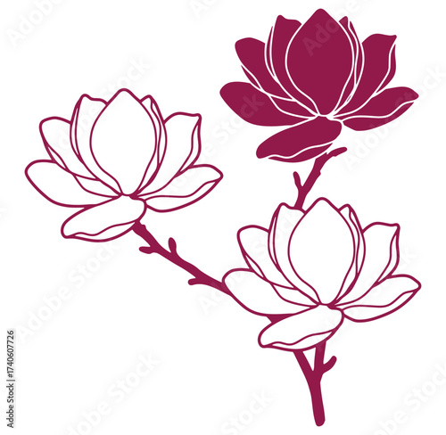 Elegant floral illustration of magnolia blossoms in a minimalist and stylish botanical design