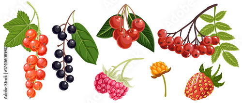 vector drawing set of berries isolated at white background, raspberry, cherry,rowan, cloudberry, currant and strawberry, hand drawn illustration