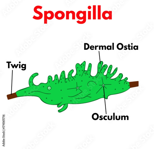 phylum porifera spongilla  with labelled parts diagram biology science botany educational illustration.eps