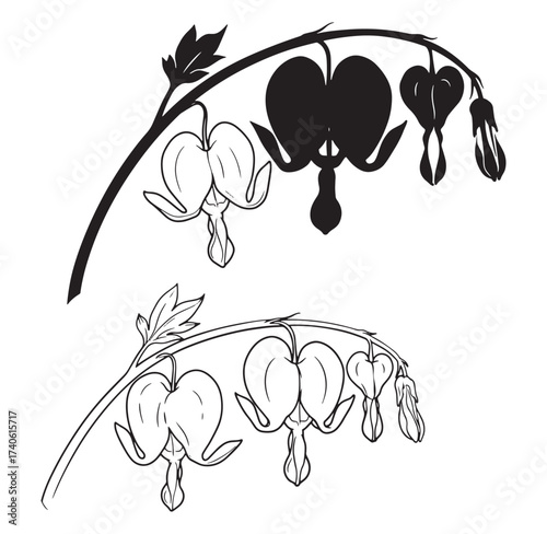 Elegant black and white vector illustration of bleeding heart flowers on white background