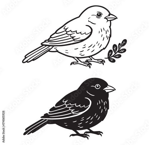 Hand drawn bird illustrations in black and white showing detailed feather patterns on a white background