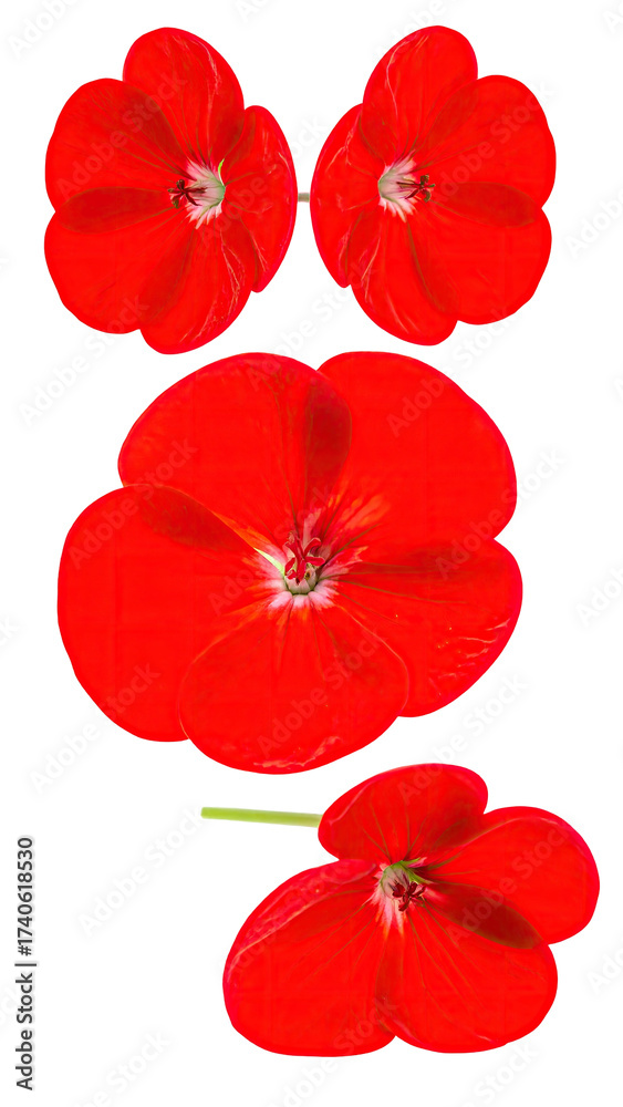 Obraz premium Close-up view of four vibrant red flowers. 