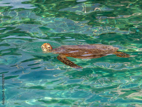 Side profile view of green sea turtle swimming from right with head above water against crystal clear water in Noumea