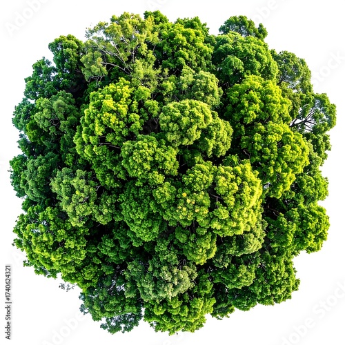 A dense, spherical canopy of bright green foliage, aerial perspective