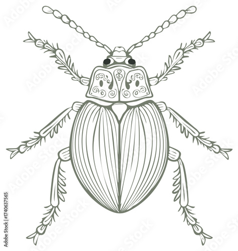 Detailed Beetle Drawing: Insect Illustration with Intricate Line Art Design