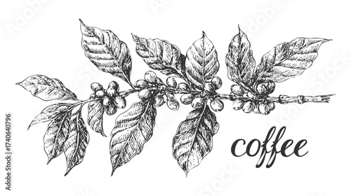 A detailed sketch of a coffee branch with leaves and coffee berries