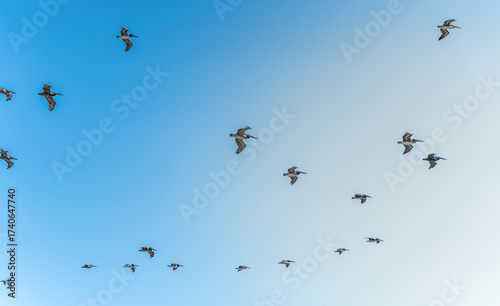 Flock of Pelicans flying in Santa Cruz California