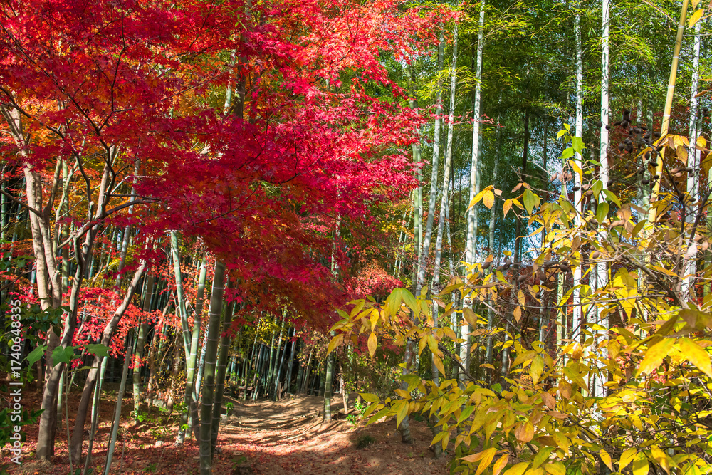 Fototapeta premium Colorful autumn leaf and bamboo grove at Jojakkoji Temple, Arashiyama