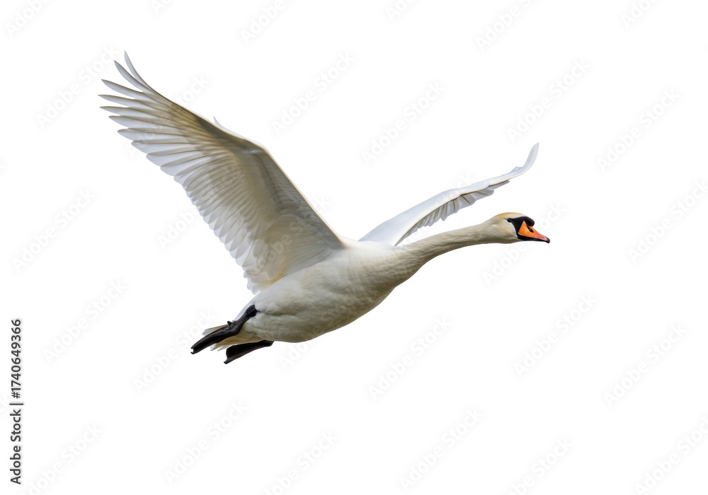 Obraz premium Elegant mute swan flying isolated PNG on transparent background, graceful bird with white plumage and orange beak in flight