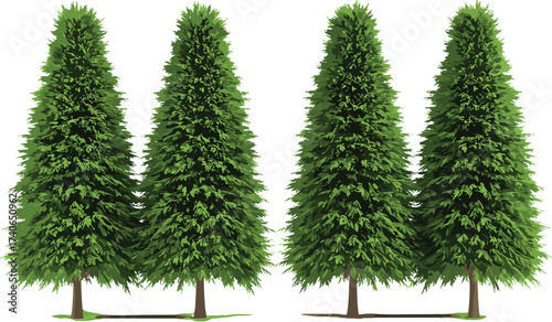 Evergreen trees, tall conical pines, lush green foliage, natural landscape, outdoor forest scene, symmetrical 