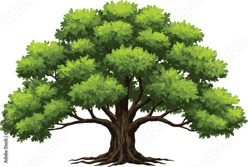 Large mature tree with thick trunk, green foliage, natural forest growth, botanical illustration, isolated background, healthy leaves, environmental nature concept, landscape