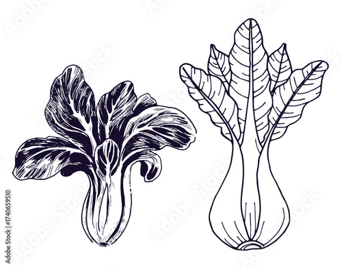 Bok choy outline illustration set. Simple doodle drawing in engraving style. Hand drawn vector line art clipart