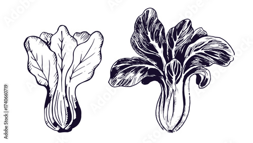 Bok choy outline illustration set. Simple doodle drawing in engraving style. Hand drawn vector line art clipart