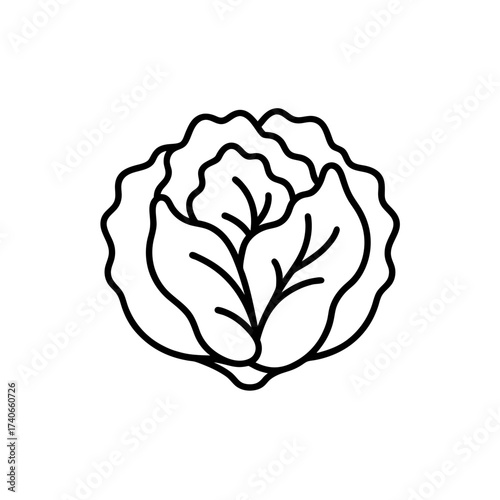Simple cabbage outline drawing art on transparent background