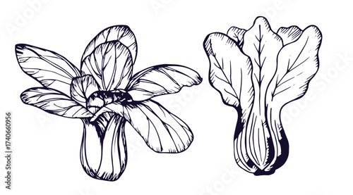 Bok choy outline illustration set. Simple doodle drawing in engraving style. Hand drawn vector line art clipart