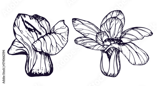 Bok choy outline illustration set. Simple doodle drawing in engraving style. Hand drawn vector line art clipart