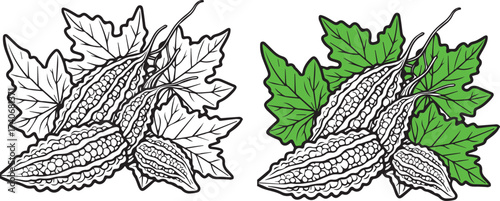 Bitter gourd vegetable vector illustration