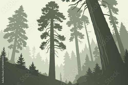 Redwood National and State Parks in California, towering coastal redwoods rising into misty skies