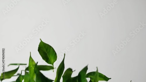 Wallpaper Mural Green leaves background on wall with fresh natural foliage Torontodigital.ca