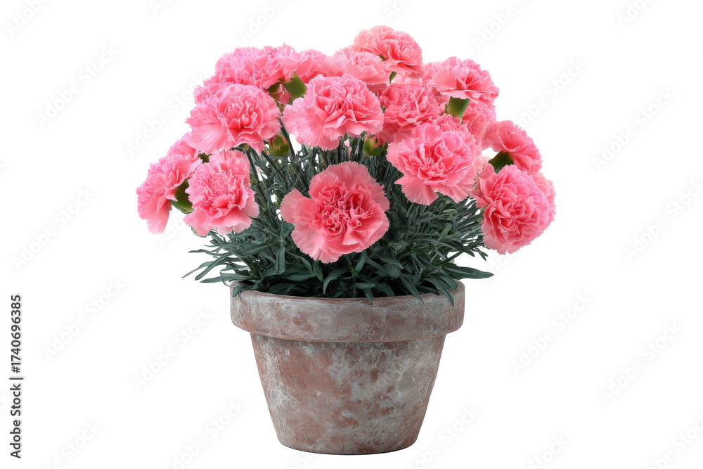 Obraz premium Pink Carnation Bouquet in Rustic Pot on Transparent Background