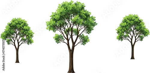 Green deciduous trees, natural forest growth, environmental conservation, eco-friendly landscape,