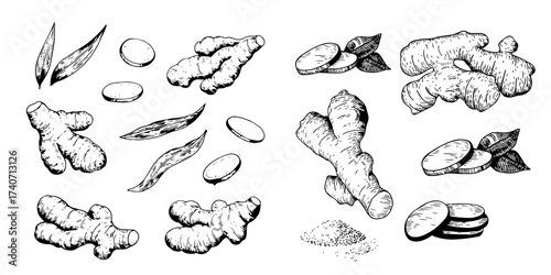 Turmeric plant flower and root, powder engraved sketch vector set, hand drawn organic Curcuma spice, ginger condiment