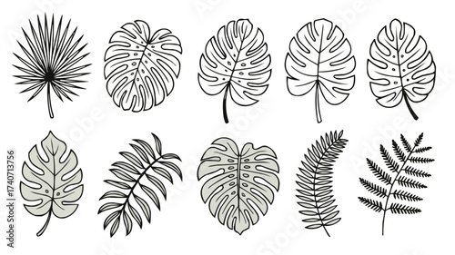 Botanical Tropical Leaf Drawing Vector Artwork for Modern Decorative Design