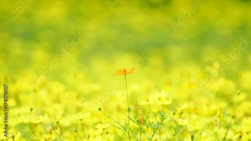 秋の公園や花壇を彩るコスモス（キバナコスモス）のある風景。黄色い花畑の中で一輪だけ浮かび上がったオレンジ色の花のポートレート。自然風景素材。風に揺れる様子。自立。孤高。凛々しい。