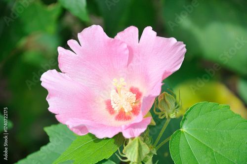 ピンク色の花　芙蓉