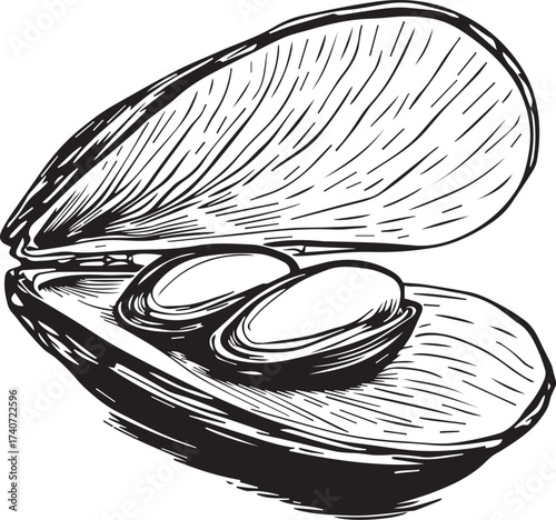 Black and white clam shell illustration with two pearls in detailed handdrawn marine-themed vector style
