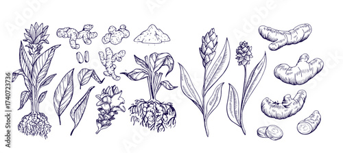 Turmeric plant flower and root, powder engraved sketch vector set, hand drawn organic Curcuma spice, ginger condiment