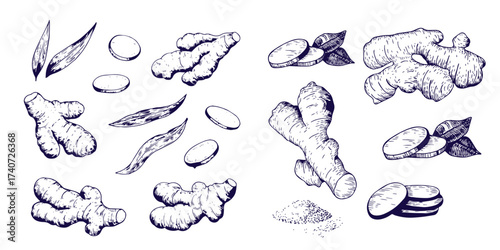 Turmeric plant flower and root, powder engraved sketch vector set, hand drawn organic Curcuma spice, ginger condiment