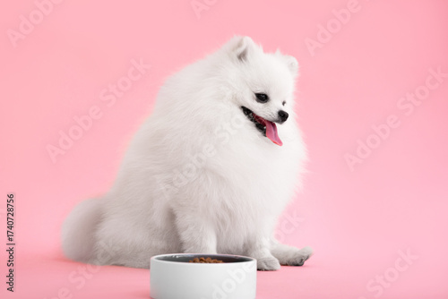 Dog breed pomeranian spitz funny sits on a pink background