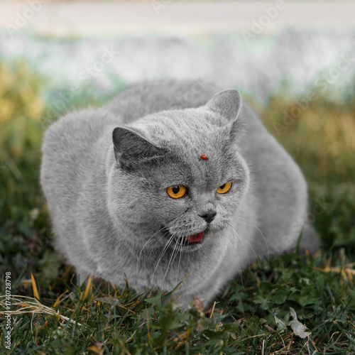 Portrait of a British cat with a ladybug on its face. Walking pets outside.