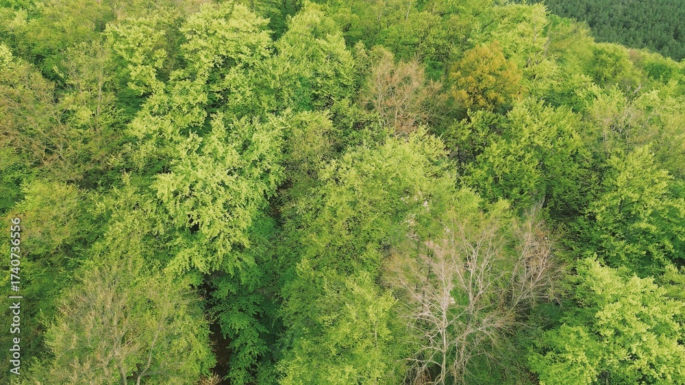 Obraz premium Aerial photo of rocky forest cliff