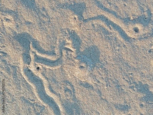 sea turtle tracks