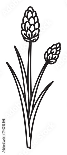 Black outline drawing of a simple hyacinth plant with two blooming flowers. minimalist botanical design for plant and nature themes.
