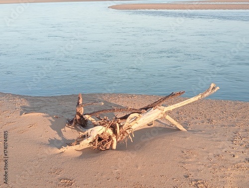 driftwood on the sand