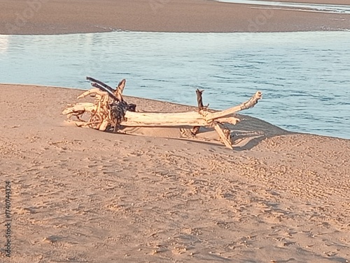 Driftwood on the beach