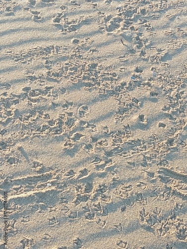 Prints on the beach