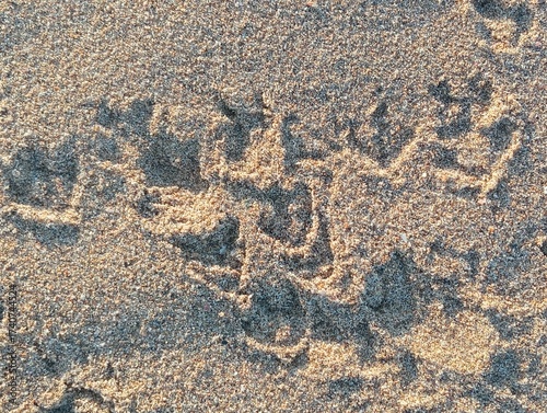 Bird prints on sand