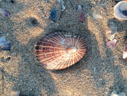 shell on the sand