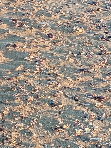 lots of little shells in the sand