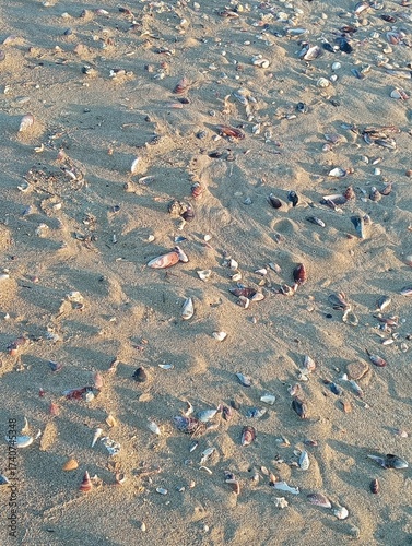 shells on the beach after a storm