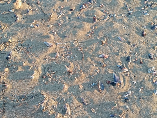 Broken seashells on the beach