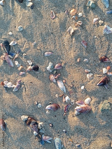 Small shells washed up on the beach