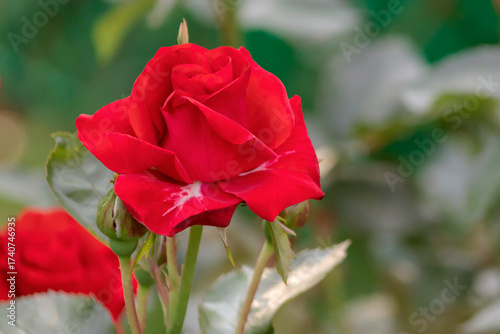 Fotografía Floribunda rose Nina Weibull, blooming red bright bud.