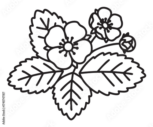 Black outline vector drawing of wild strawberry flowers and leaves, showcasing botanical details for nature and plant design concepts.