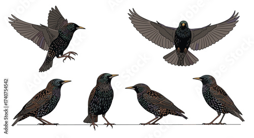 A collection of common starlings in various poses showing their iridescent plumage and wing shapes.