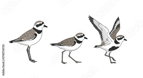 Three small shorebirds depicted in different poses illustrating their unique body structure and flight capabilities.